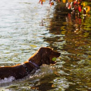 Hvilken hund skal jeg vælge som jagthund?